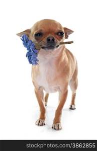 young chihuahua and flower in front of white background