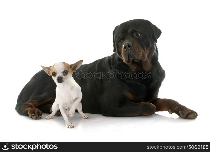 young chihuahua and rottweiler in front of white background