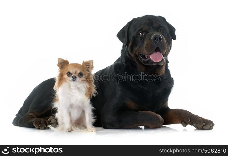 young chihuahua and rottweiler in front of white background