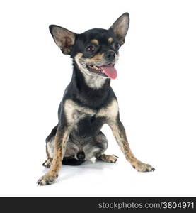 young chihuahua in front of white background