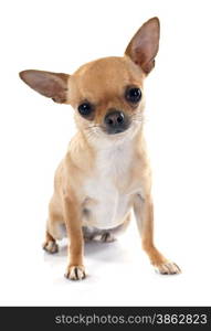 young chihuahua in front of white background