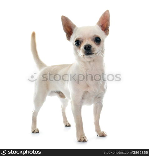 young chihuahua in front of white background