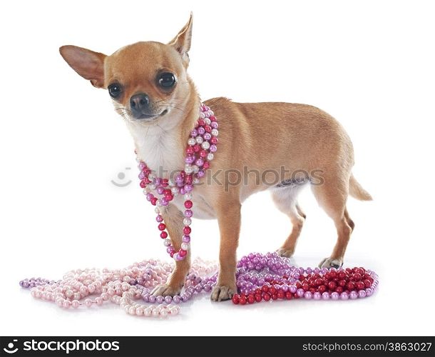 young chihuahua in front of white background