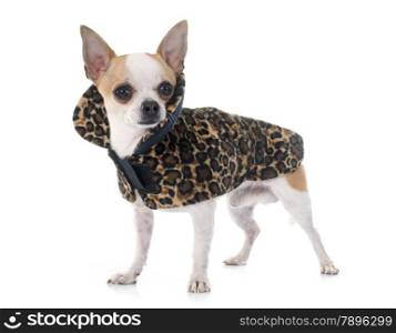 young chihuahua in front of white background