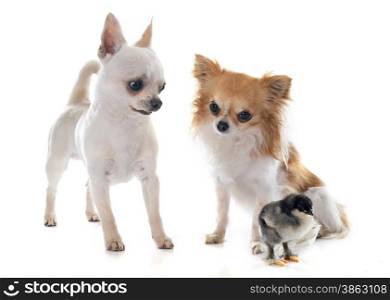 young chihuahuas and chick in front of white background