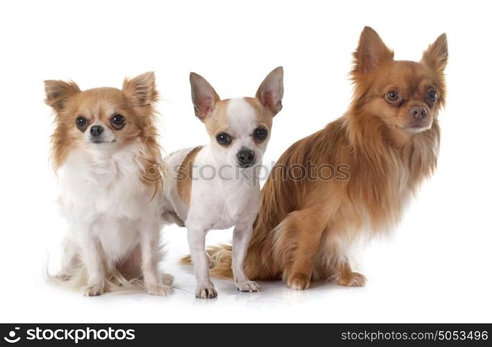 young chihuahuas in front of white background