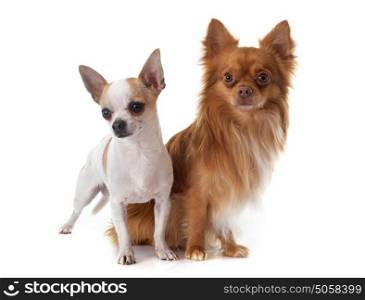 young chihuahuaS in front of white background
