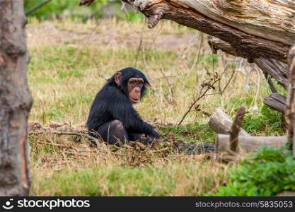 Young chimp playing around in nature