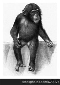 Young chimpanzee, vintage engraved illustration. From the Universe and Humanity, 1910.