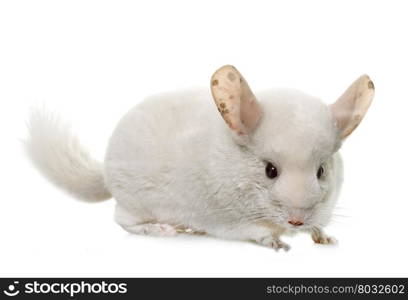 young chinchilla in front of white background