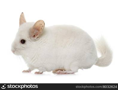 young chinchilla in front of white background