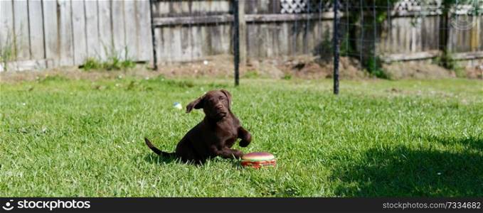Young chocolate labrador puppy playing on the grass with a hamburger toy