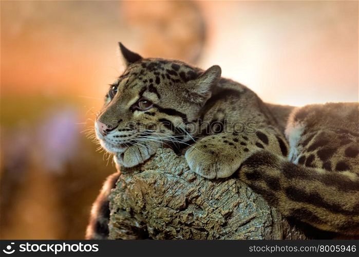 Young clouded leopard. Animals: young clouded leopard (Neofelis nebulosa) having a rest