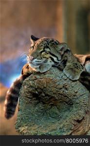 Young clouded leopard. Animals: young clouded leopard (Neofelis nebulosa) having a rest