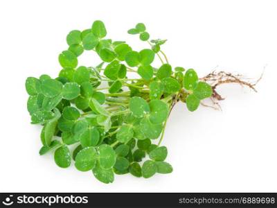 Young clover