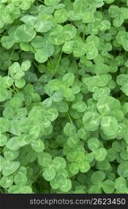 Young clover leaves