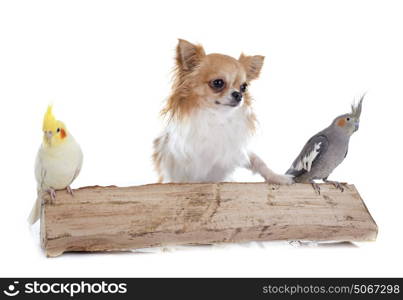 young Cockatiel and chihuahua in front of white background