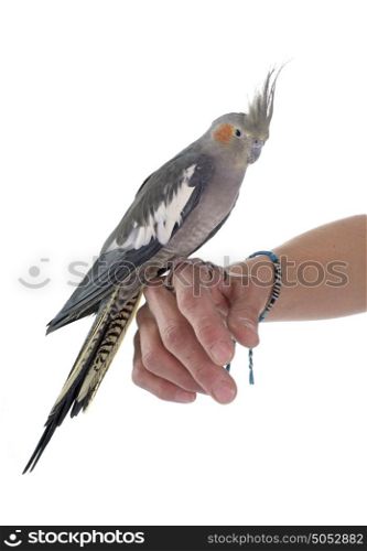 young Cockatiel in front of white background