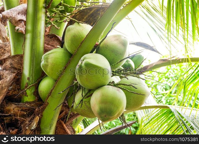 Young coconut on tree / fresh green coconut palm tropical fruit on plant in the garden on summer day