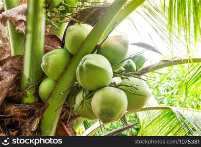 Young coconut on tree / fresh green coconut palm tropical fruit on plant in the garden on summer day