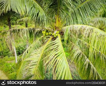 Young coconut on tree, fresh green coconut palm tropical fruit on plant in the garden on summer day