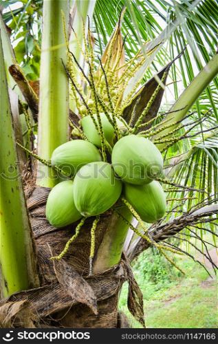 Young coconut tree / fresh green coconut palm tree tropical fruit on plant in the garden fruit on summer day