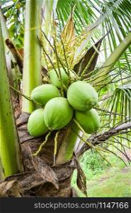 Young coconut tree / fresh green coconut palm tree tropical fruit on plant in the garden fruit on summer day