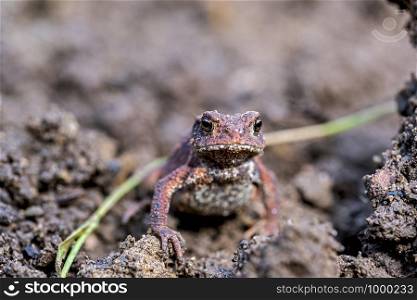 young common toad in the garden facing the camera
