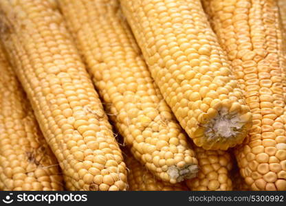 Young corn cobs in full screen