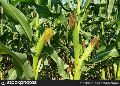 Young corn cobs on farmer field close-up. Side view.