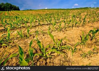 Young corn crop springtime view, agricultural landscape
