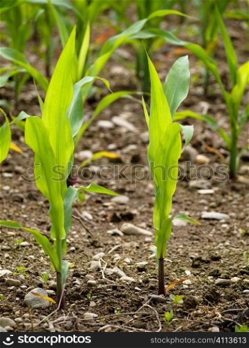 Young corn crops stalk