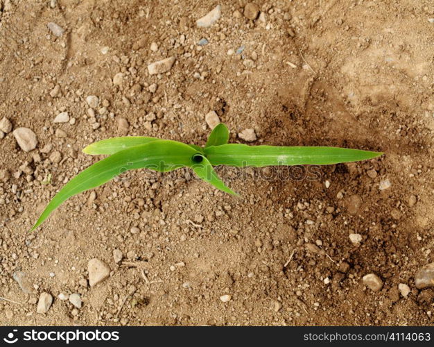 Young corn crops stalk