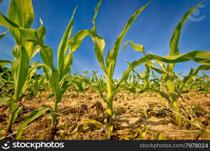 Young corn field crop view, agricultural landscape