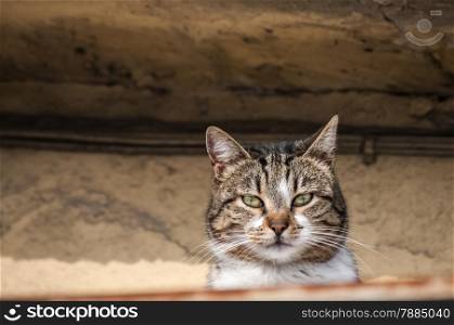 Young countryside tabby cat under the eaves of rural house closeup