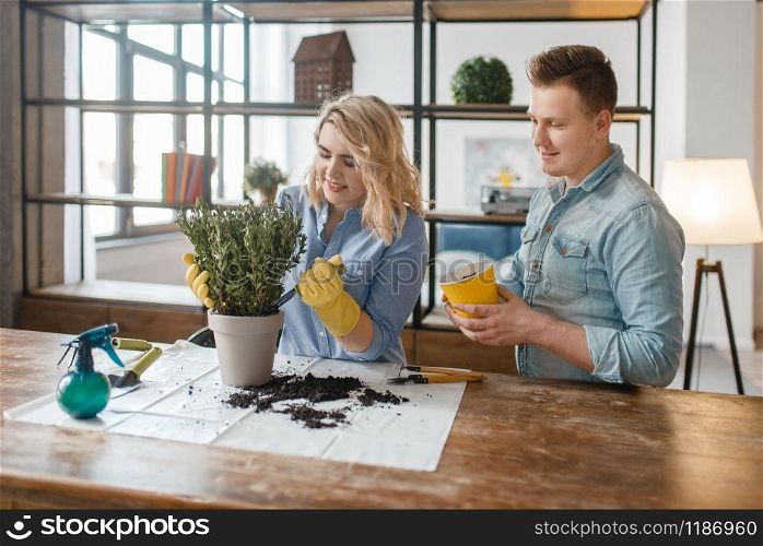 Young couple changes the soil in home plants, florist hobby. Man and woman takes care and growing of domestic flowers, gardening