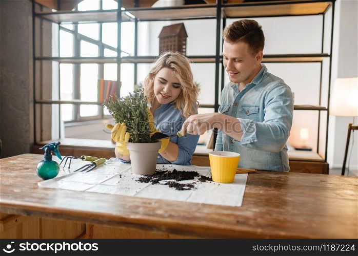 Young couple changes the soil in home plants, florist hobby. Man and woman takes care and growing of domestic flowers, gardening. Young couple changes the soil in home plants