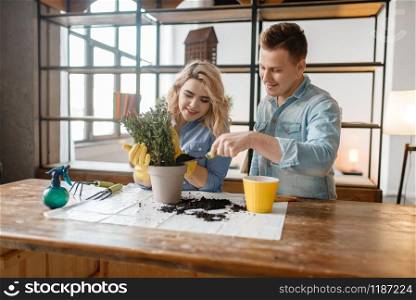 Young couple changes the soil in home plants, florist hobby. Man and woman takes care and growing of domestic flowers, gardening. Young couple changes the soil in home plants