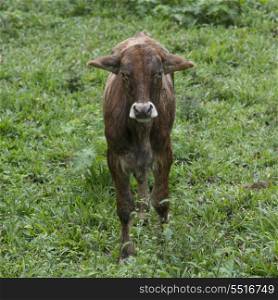 Young cow in a field, Finca El Cisne, Honduras