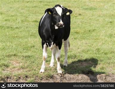 young cow looking at camera on green farm field