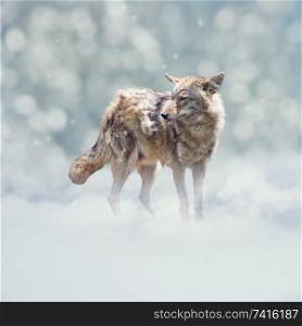 Young coyote walking in the winter snow