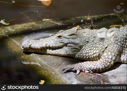 Young crocodile in a lake in Mombasa, Kenya