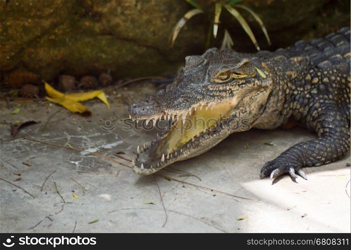 Young crocodile on the edge of a lake in Mombasa, Kenya