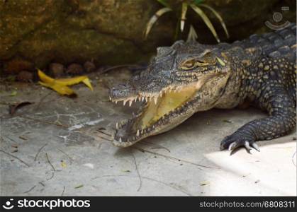 Young crocodile on the edge of a lake in Mombasa, Kenya