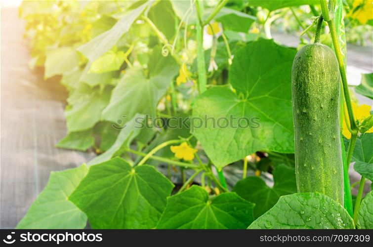 Young cucumber hanging on the vine, close up