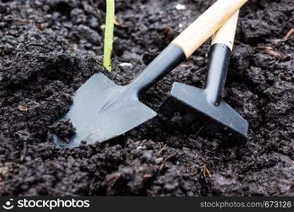 Young cucumber seedlings or zucchini in ground. Gardening Tools. Spring work in garden for planting.