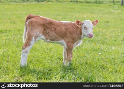 Young curious calf looks at the photographer