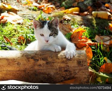 Young cute cat plaing in the garden