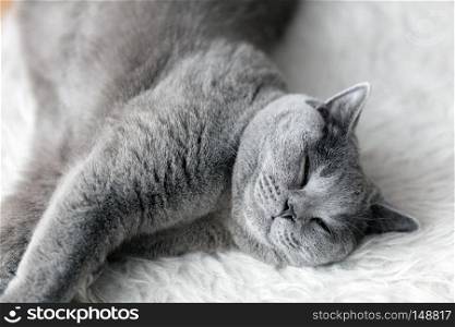 Young cute cat sleeping on cosy white fur. The British Shorthair pedigreed kitten with blue gray fur. Young cute cat sleeping on cosy white fur. The British Shorthair