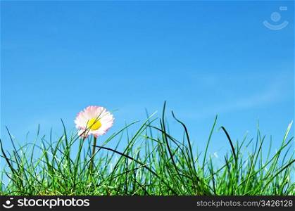Young daisy flower, green grass and blue sky